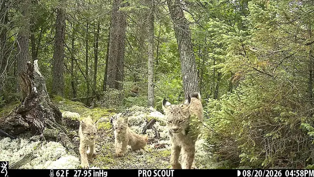Video thumbnail for Trail Camera Captures Elusive Lynx Family in Minnesota