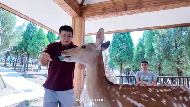 Video thumbnail for China: Deer in China gets its snack and immediately turns on the man feeding it.
