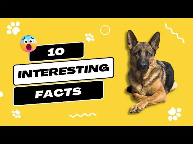 'Video thumbnail for Top 10 Facts About The German Shepherd | You Need To Know #germanshepherdfacts #germanshepherd #gsd'