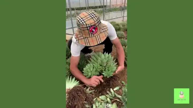 Video thumbnail for HARVEST Your Succulents Like a Pro!