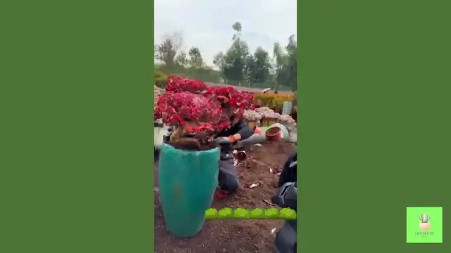 'Video thumbnail for How I Repot My Big Succulents'