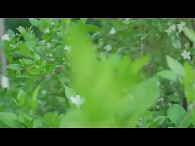 Video thumbnail for GREEN LEAF PLANT