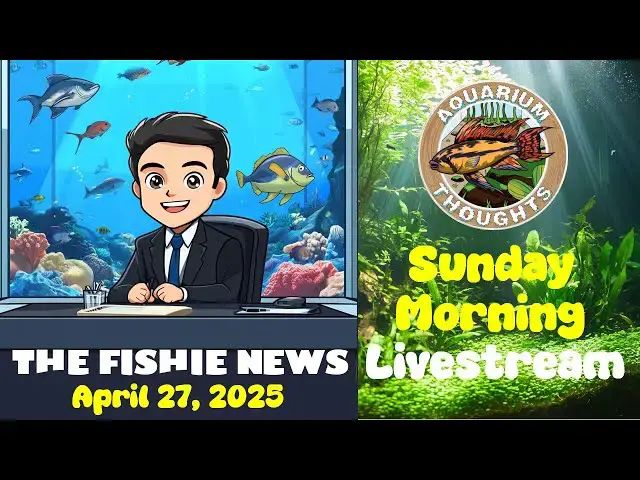 Video thumbnail for The Fishie News - April 27, 2025 - Aquarium Thoughts