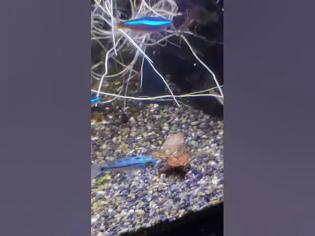 Video thumbnail for Hitchhiking Mystery Plant. What is it? #aquarium #plantedtank #fishtank