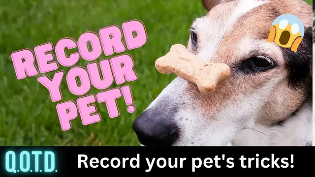 Video thumbnail for Tricky Rabbits… and more! Today’s QOTD Question (Record with link below & be on air!)