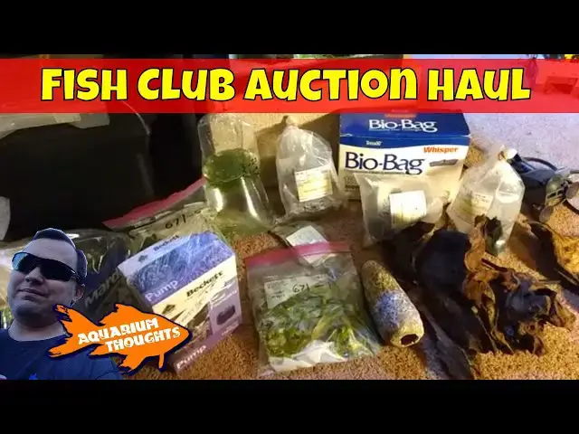 Video thumbnail for My First Fish Club Meeting and Auction - Aquarium Thoughts