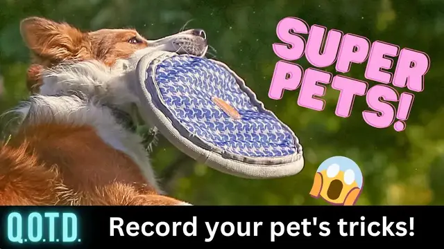 Video thumbnail for Tricky Rabbits… and more! Today’s QOTD Question (Record with link below & be on air!)