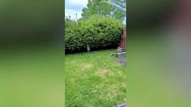 Video thumbnail for Smart Dog Leans To Shake Bush To Get Frisbee By Copying Owner | Happily TV