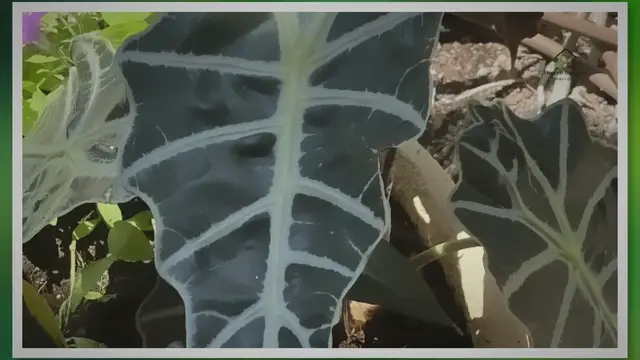 Video thumbnail for How to Take Good Care of African Mask: A Complete Guide