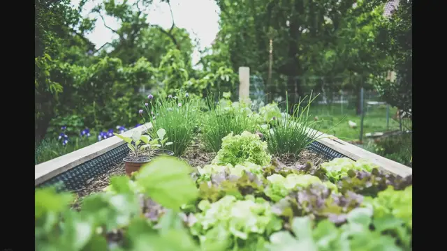 'Video thumbnail for Greening Up Your Small Balcony: Transforming Concrete into a Lush Oasis'