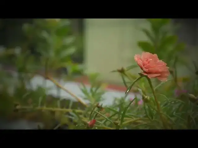 Video thumbnail for TABLE ROSE