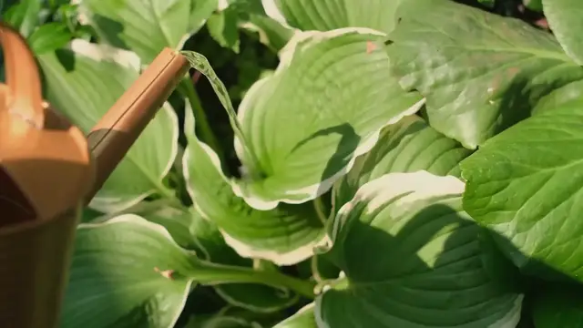 Video thumbnail for Hosta Care in Winter