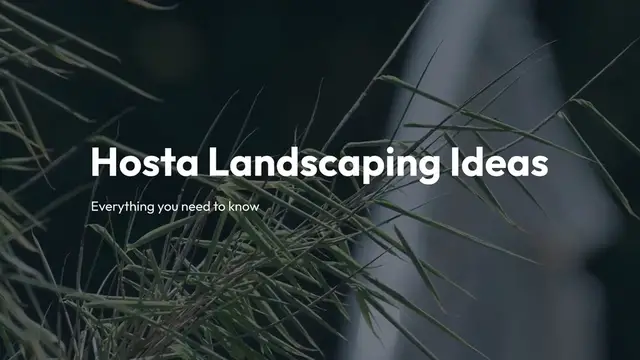 Video thumbnail for Hosta Landscaping Ideas