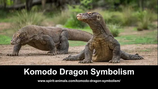 'Video thumbnail for Komodo Dragon Symbolism'