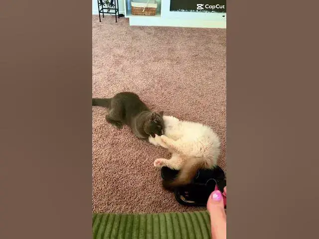 Video thumbnail for Morning play time