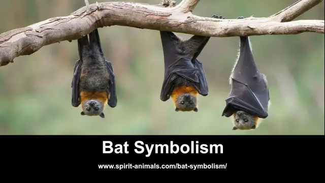 Video thumbnail for Bat Symbolism