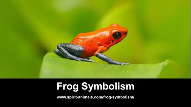 'Video thumbnail for Frog Symbolism'