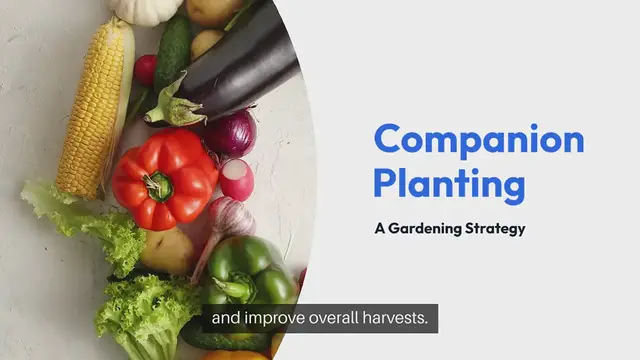Video thumbnail for Companion Planting Guide for Better Harvest
