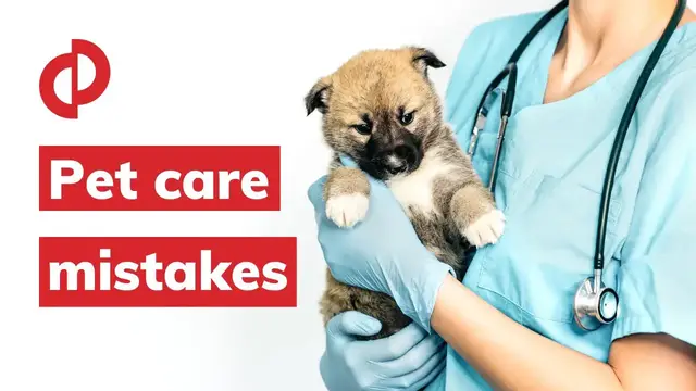 'Video thumbnail for Pet Care Tips | Secrets Every Cat or Dog Owner Should Know | Interview with Veterinarian'