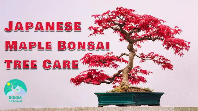 Video thumbnail for Japanese Maple Bonsai Tree Care