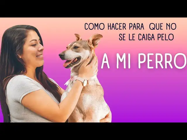 Video thumbnail for Cómo hacer que mi perro no tire pelo ¿Cómo hacer para que tu perro trate de no tirar más pelo?