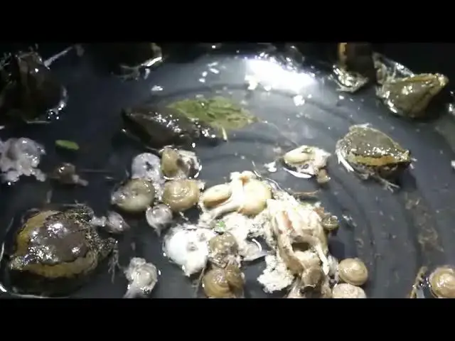 'Video thumbnail for Catch frog at night | a lot frog catch it | frog call to call other frog'