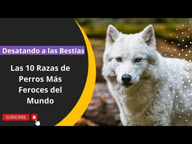 Video thumbnail for Desatando a las Bestias: Las 10 Razas de Perros Más Feroces del Mundo