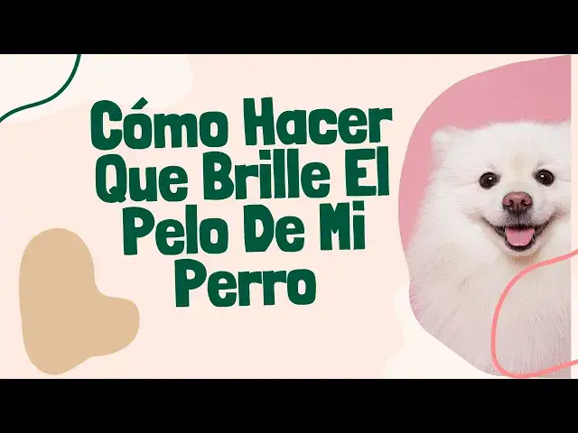 Video thumbnail for ¿Cómo hacer que brille el pelo de mi perro?