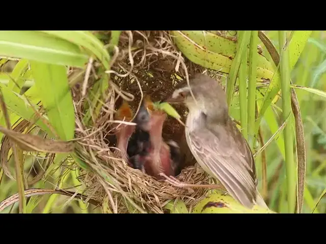 Video thumbnail for Cuckoo baby wild bird on Nest  @viralbirdNest