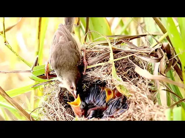 Video thumbnail for Nesting Habits: How Baby Birds Eat \- baby birds on nest