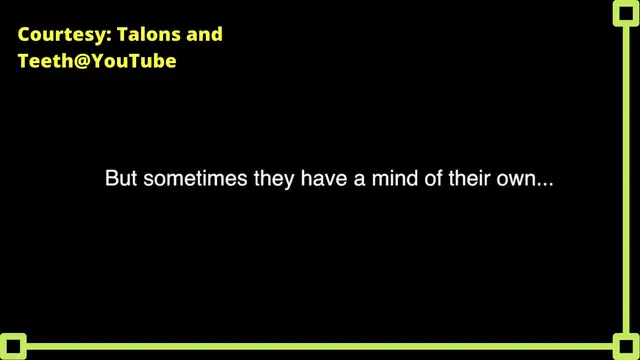 Video thumbnail for Ravens Can Talk Better than Parrots