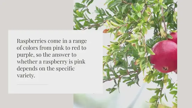 Video thumbnail for Is a raspberry a pink color?