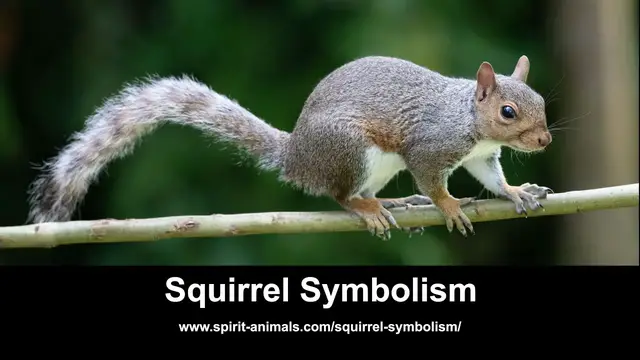 Video thumbnail for Squirrel Symbolism