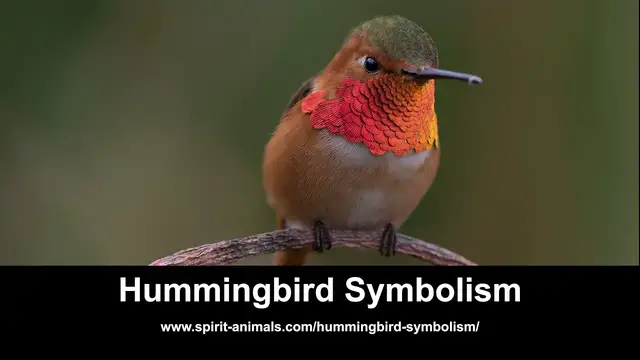 Video thumbnail for Hummingbird Symbolism