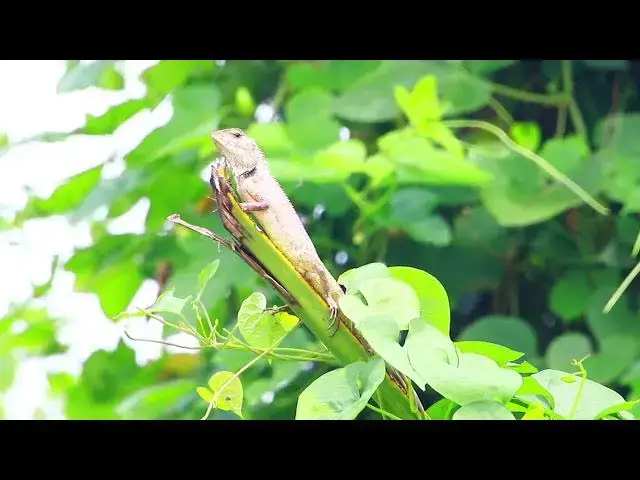 'Video thumbnail for Small lizard stay here to wait catch food eat'