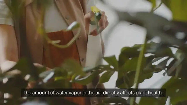 Video thumbnail for Indoor Gardening Humidity