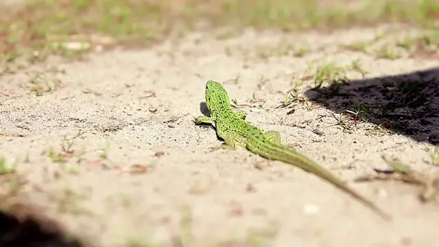 Video thumbnail for  Lore Watch Podcast #171