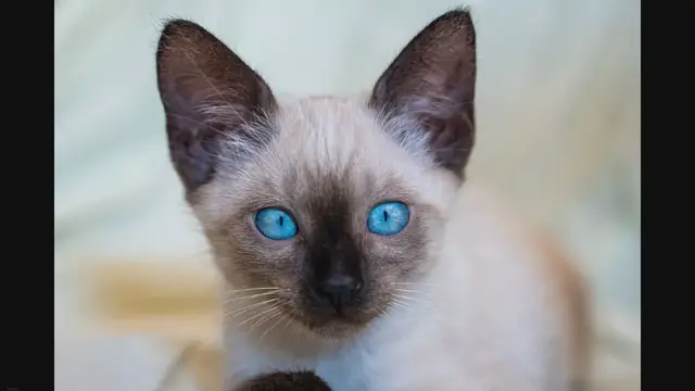'Video thumbnail for Decoding Your Feline: Identifying Siamese Traits in Your Cat'