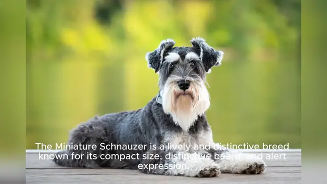 Video thumbnail for Miniature Schnauzer