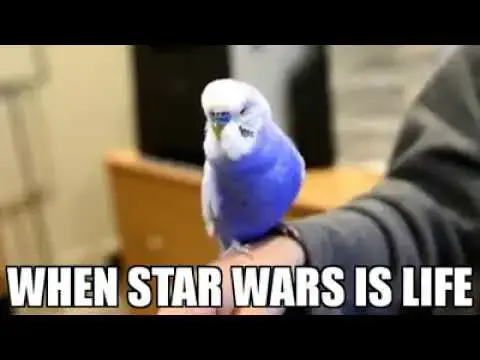 Video thumbnail for Star Wars Parrot - R2D2