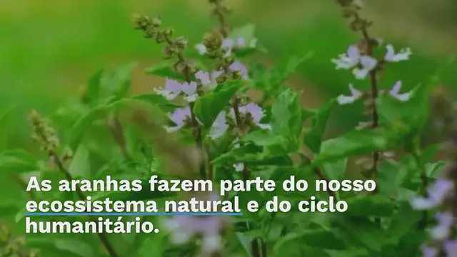 'Video thumbnail for 5 truques naturais para expulsar aranhas de casa: elas não vão voltar'