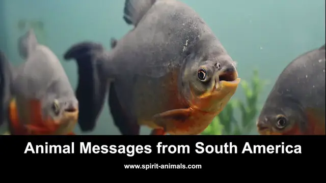 Video thumbnail for Animal Messages from South America