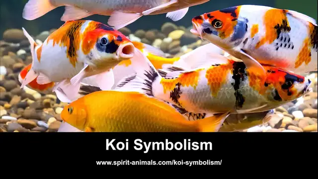 Video thumbnail for Koi Symbolism