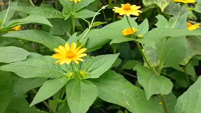 Video thumbnail for Peaceful Flower Bush with Bird Sounds | Village Nature 🌿🐦