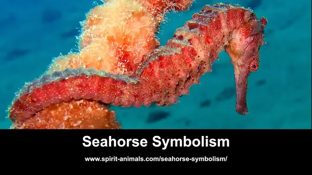 Video thumbnail for Seahorse Symbolism