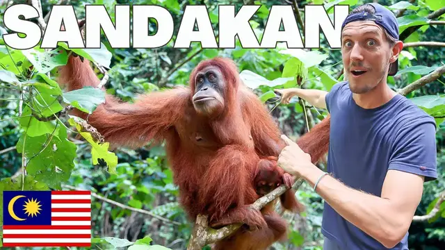 'Video thumbnail for THIS IS WHY WE CAME TO BORNEO! ?? ORANGUTANS, RAINFOREST WALKS & MORE! ?: Sandakan, Sabah (Borneo)'