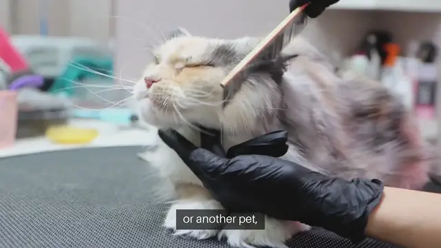 Video thumbnail for Pet Grooming Tips