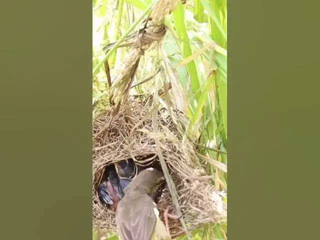 Video thumbnail for Mothet Bird & babies bird#002  #birdparenting #birdwatching #birdslover #birdspotting #trending