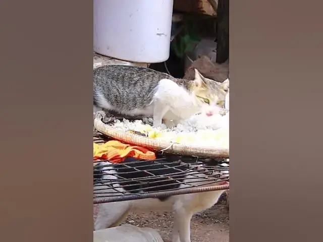 Video thumbnail for Cute of cat eating 6 #cat #shortcat #catchcatch #bitcat  #animals #cute #catlover  #cutecat