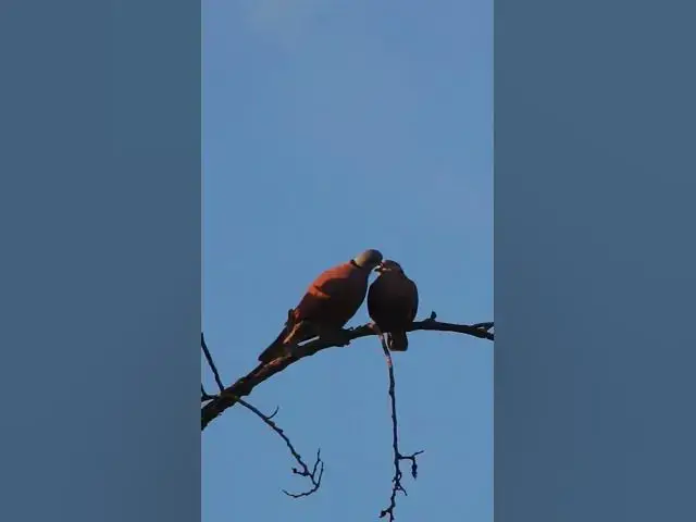 Video thumbnail for Two Wild Dove Bird EP 013  #birdnest #bird #birds #bestbird #birdofwast #birdnest